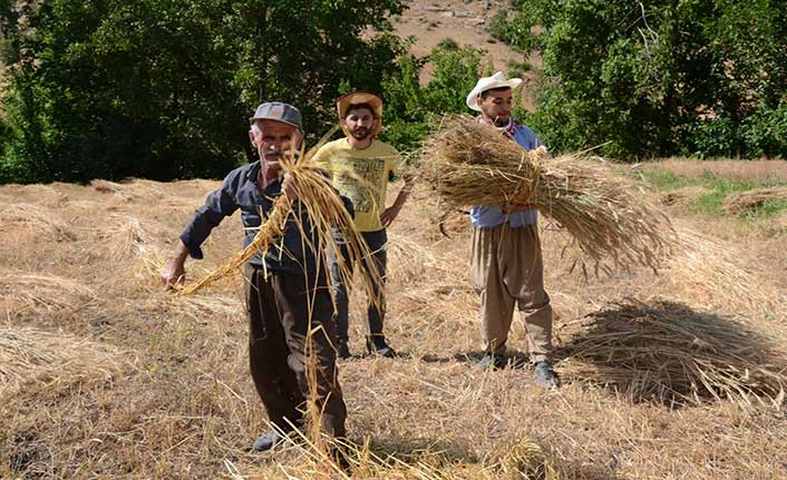 Terörsüz Hakkari'den bereket fışkırıyor: 25 yıl sonra yeniden tarıma başladılar