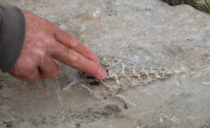 Adıyaman'da 70 milyon yıllık 'Gastropod' fosili bulundu