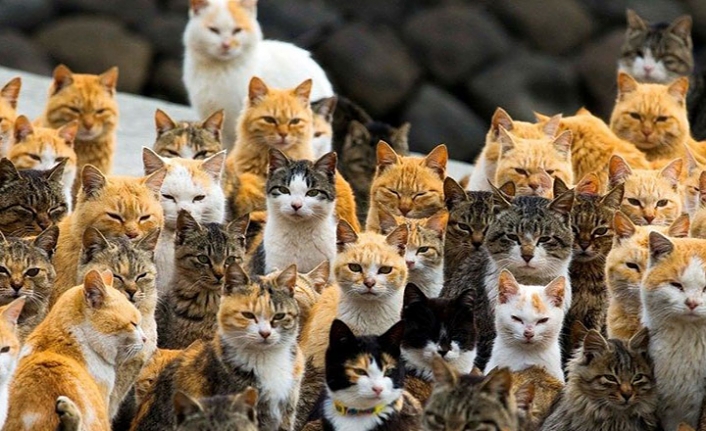Japonya'daki kedi adası: Aoshima