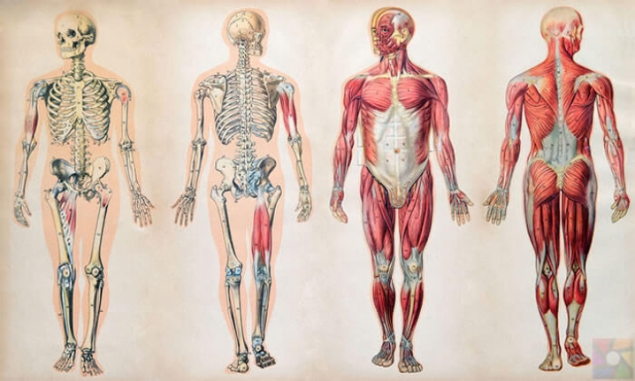 İnsan Vücudunda Bulunan 10 Körelmiş Organ ve Kas