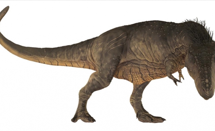 'T-Rex' dinozor türünün bilinmeyen bir özelliği keşfedildi