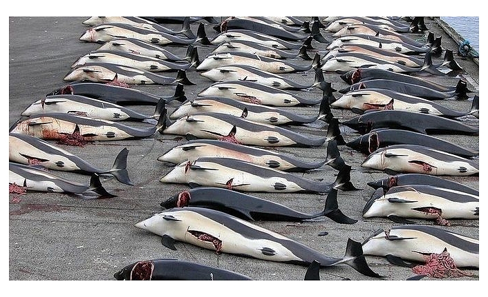Danimarka'daki festivalde yüzlerce yunus ve balina katledildi