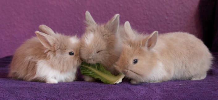 Gerekçe koronavirüs: Hong Kong'ta 2 bin hamster ve tavşan öldürülecek
