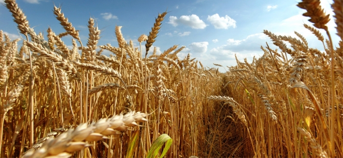 Ukrayna operasyonu buğday fiyatlarını 14 yılın zirvesine taşıdı