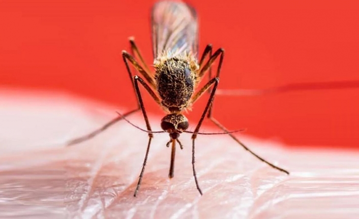 Sivrisineklerin insan seçtiğini biliyor muydunuz? Tarihteki tüm savaşlardan daha fazla can aldılar