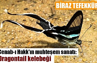 Cenab-ı Hakk'ın muhteşem sanatı: Dragontail kelebeği