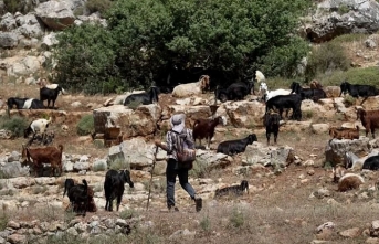İşgalci Yahudi yerleşimlerinin arasında kalan Filistin toprağı: Vadi Kana