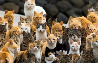 Japonya'daki kedi adası: Aoshima