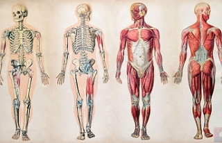 İnsan Vücudunda Bulunan 10 Körelmiş Organ ve Kas