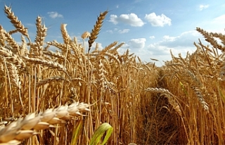 Ukrayna operasyonu buğday fiyatlarını 14 yılın...